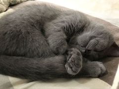 -恒康宠物医院(司背后街店)