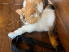 -猫岛主趣味餐厅(鼓浪屿店)
