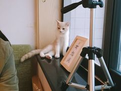 花生-废柴休闲屋·撸狗咖撸猫咖