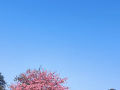 -东莞植物园