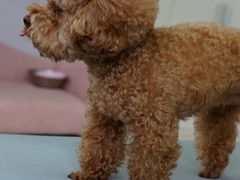 -翊宠yipet猫狗购宠庄园犬舍•猫舍