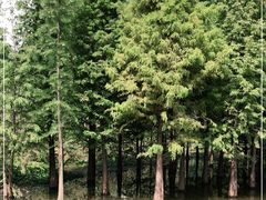 -五甲塘生态湿地公园