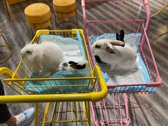 -浣熊柯尔鸭土拨鼠·电玩咖