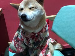 -猫色咖啡·猫咖