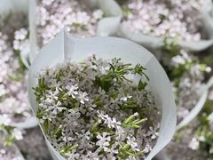 -循礼门鲜花花市(武汉循礼门店)