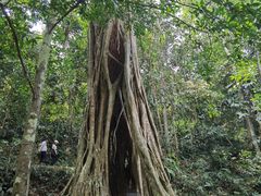 -中国科学院西双版纳热带植物园