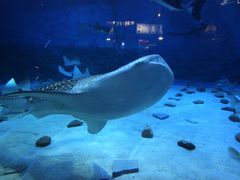 -烟台海昌鲸鲨海洋公园