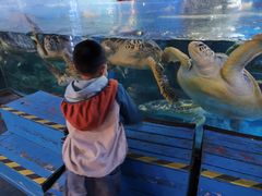 -烟台海昌鲸鲨海洋公园