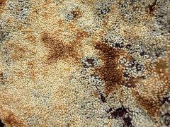 -徐记红川肉烧饼