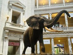 -美国自然历史博物馆