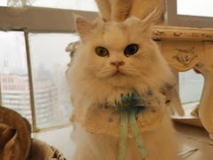-共舞时光猫咖·狗咖(新街口店)