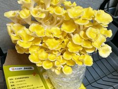 -芸山季·云南野生菌火锅(人民广场来福士店)