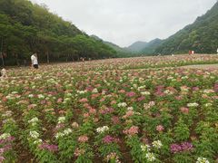 -广州市石门国家森林公园