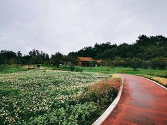 -桤木河湿地公园