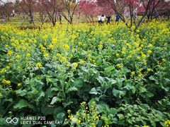 -天适樱花悠乐园