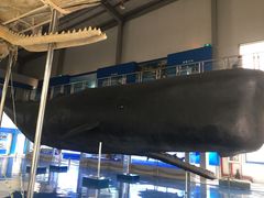 -上海海洋大学鱼文化博物馆(军工路校区)