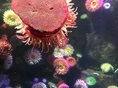 -瑞普利水族馆