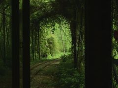 -合肥滨湖国家森林公园