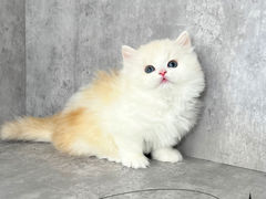 -小猫来了·猫舍(红山六九七九店)