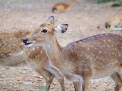 -清迈夜间动物园