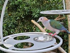 -新加坡飞禽公园
