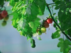 -兰陵国家农业公园