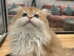 -袖虎·猫馆(体育西路店)