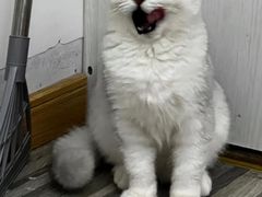 -艾贝尔宠物诊疗