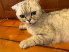 -李小姐の猫咖啡馆(五角场店)