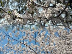-高东镇樱花园