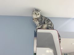 -喵的天空名猫咖啡馆·撸猫·猫舍·用品