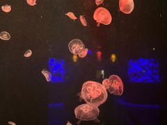 -太平洋海底世界