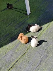 -萌宠亲子动物乐园(槐房万达店)