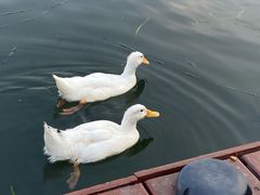 -二姐卤煮(南十里居店)