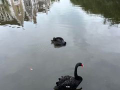 -成都南湖公园