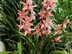 -青石桥花鸟鱼虫市场(叠翠城店)