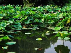 -洛阳市隋唐城遗址植物园