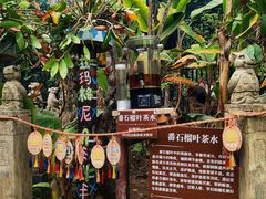 -呀路古热带植物园