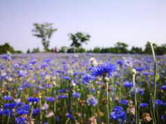 -同里国家湿地公园