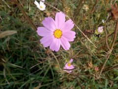 -红宝石·鲜奶小方·海派西点房(丰庄店)