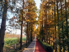 -上海长兴岛郊野公园