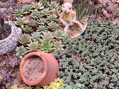 -正佳雨林生态植物园