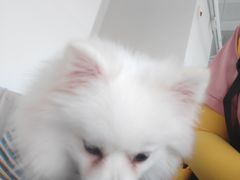 -怪兽屋·羊驼·猫咖·狗咖(俊华广场店)