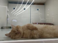 -1013 PET SHOP精品宠物商店(丁香店)