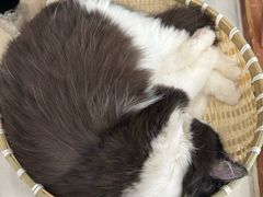 -共舞时光猫咖·狗咖(新街口店)