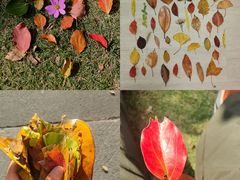 -上海滨江森林公园