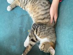 -喵屿·大理花园猫咖