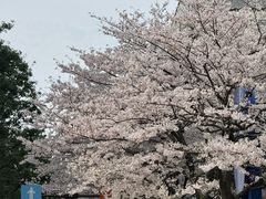 -台场海滨公园船码头