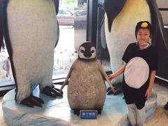 -帝企鹅自助餐厅•儿童岛•真企鹅(长隆企鹅酒店)