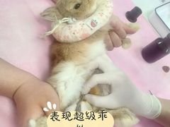 -北京观赏动物医院·24小时大型综合·猫专科·异宠专科